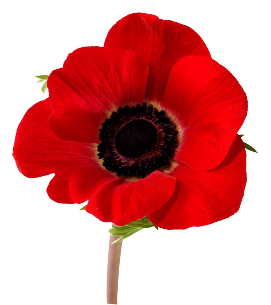 Closed Remembrance Day 2019